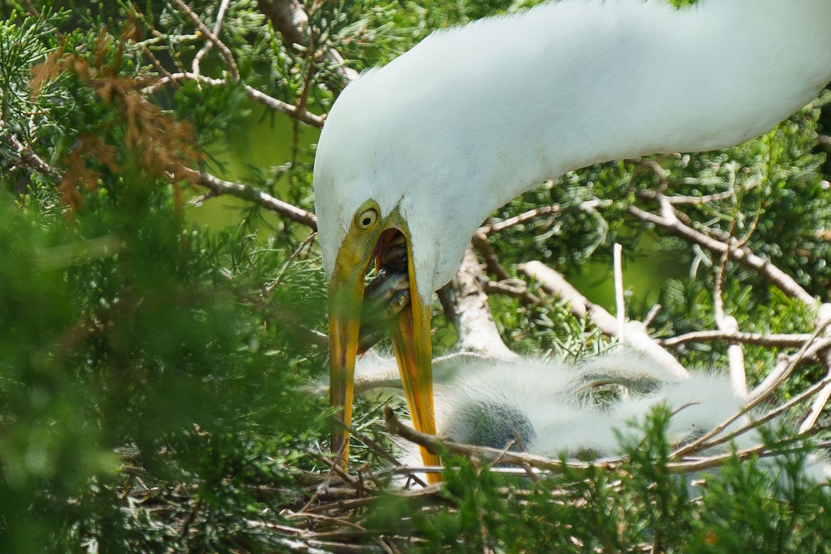 Great Egret - Marshall Mumford