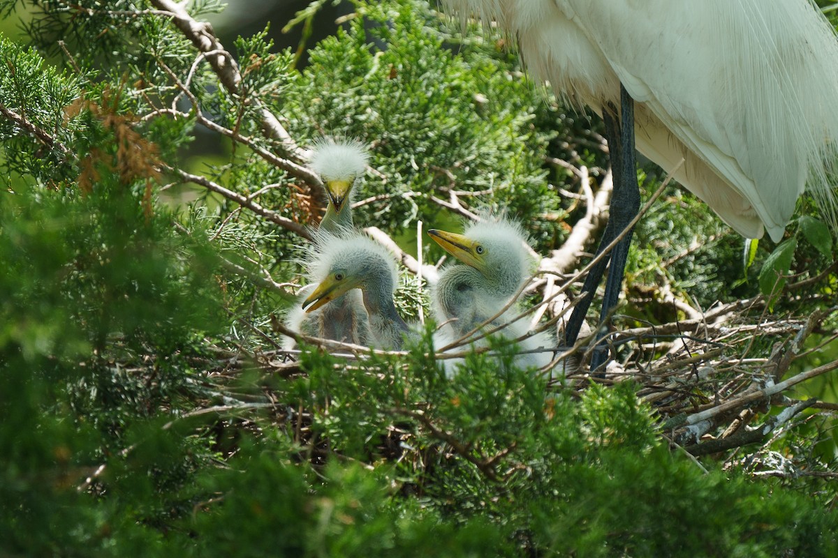 Great Egret - Marshall Mumford