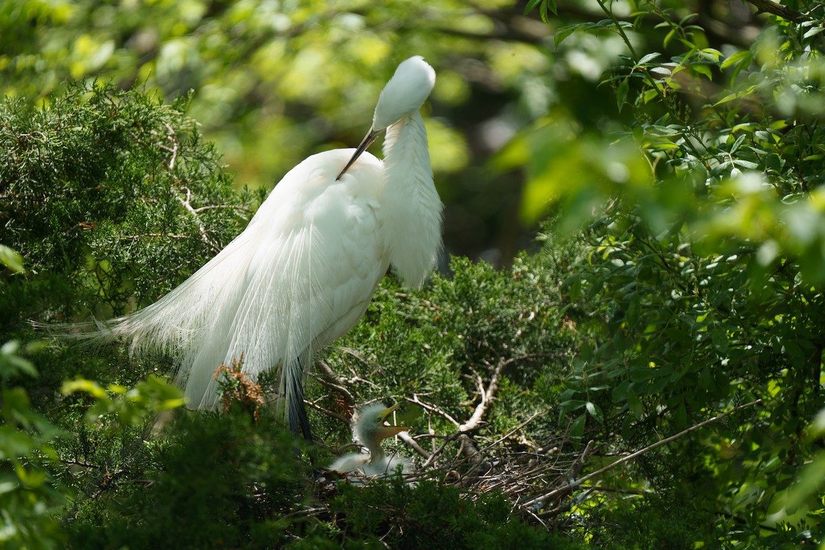 Great Egret - Marshall Mumford