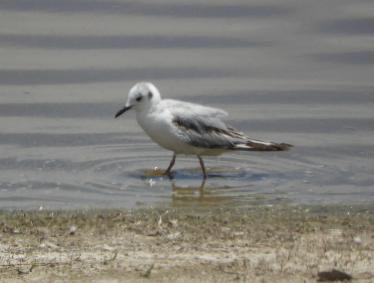 Bonaparte's Gull - ML619601422