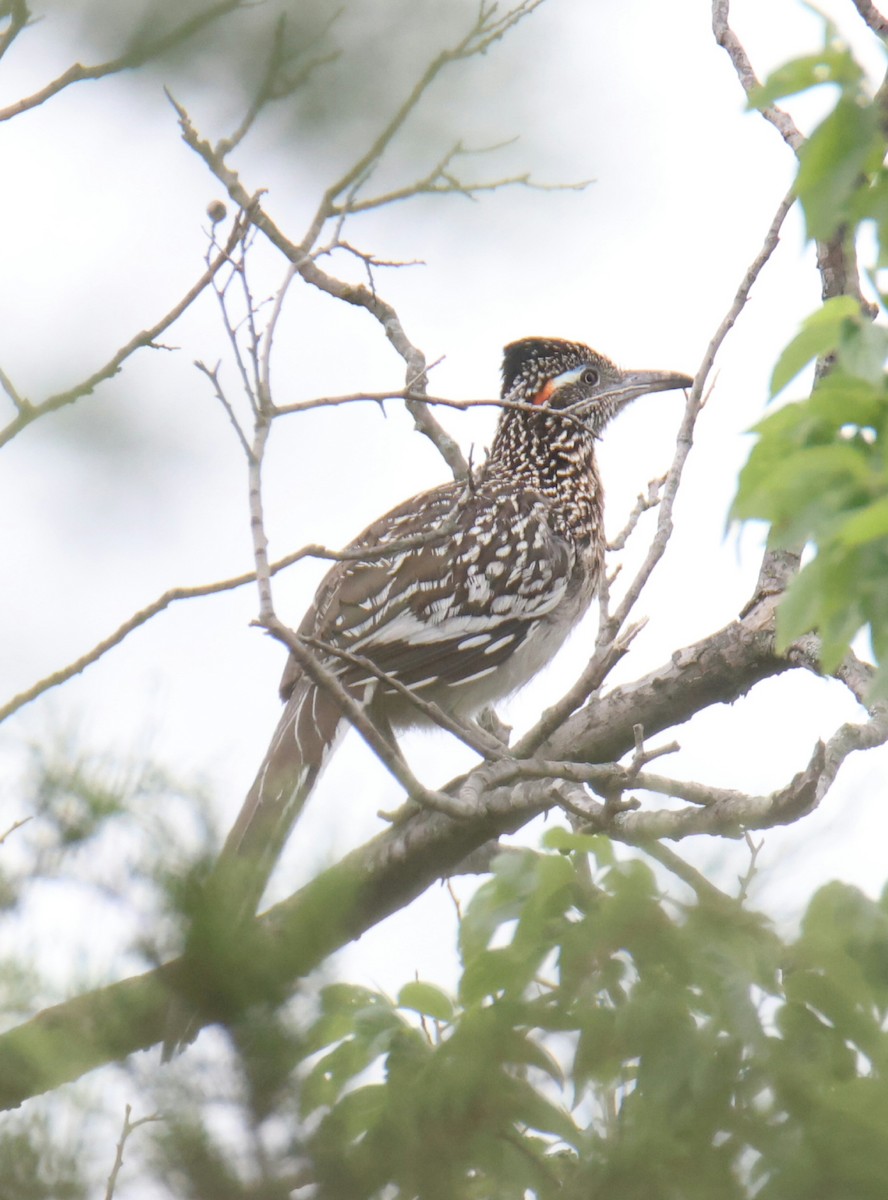 Greater Roadrunner - Juan Aguayo