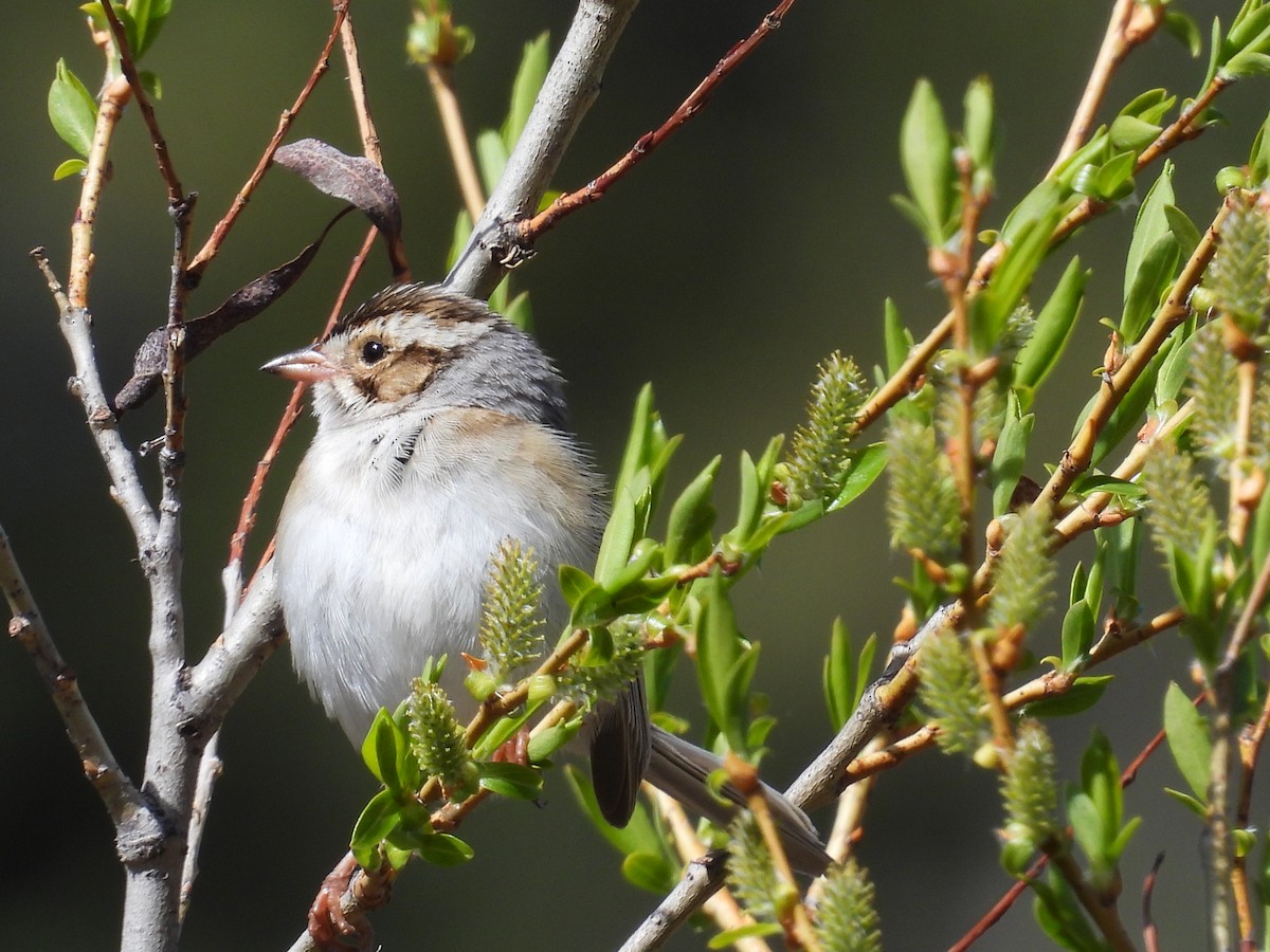 Clay-colored Sparrow - ML619601431