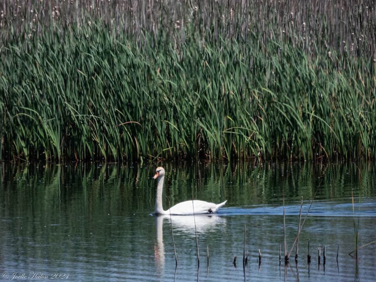 Mute Swan - JT Santangelo