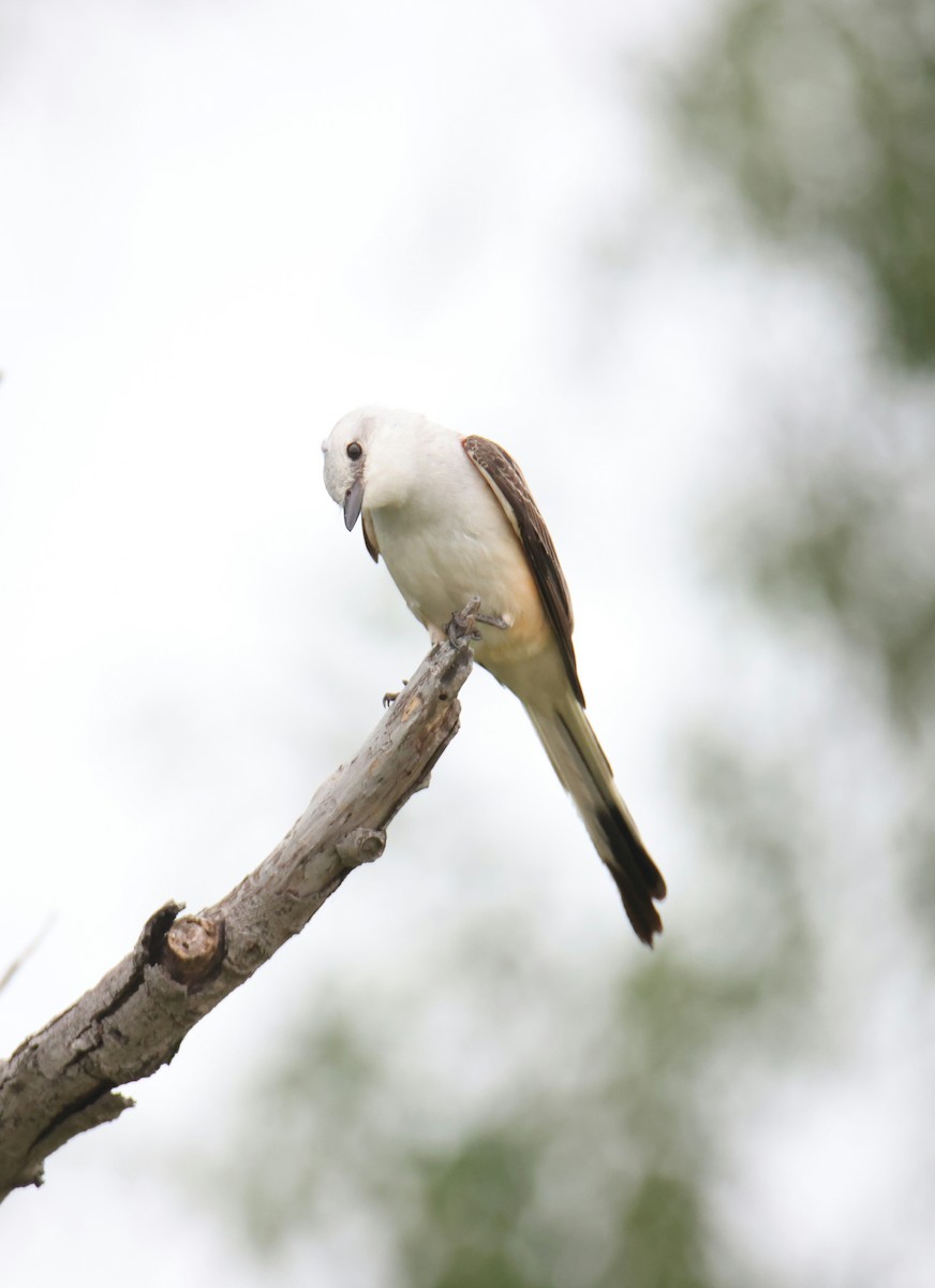 Scissor-tailed Flycatcher - Juan Aguayo