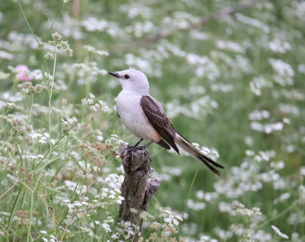 Scissor-tailed Flycatcher - ML619601443