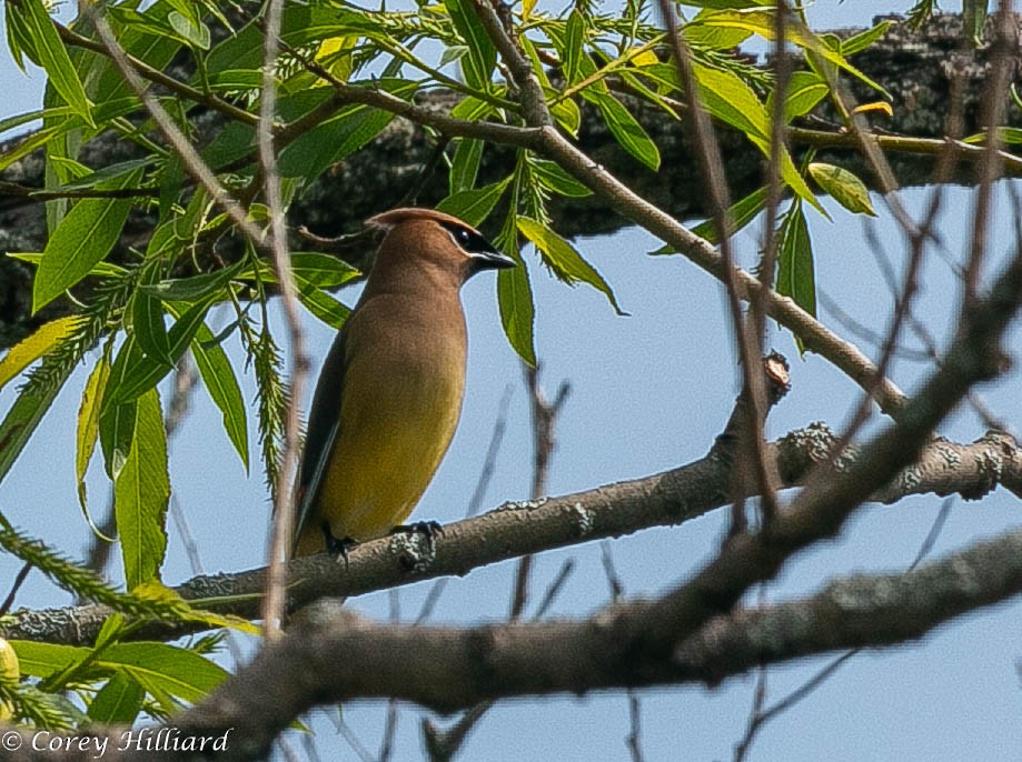 Cedar Waxwing - Corey Hilliard