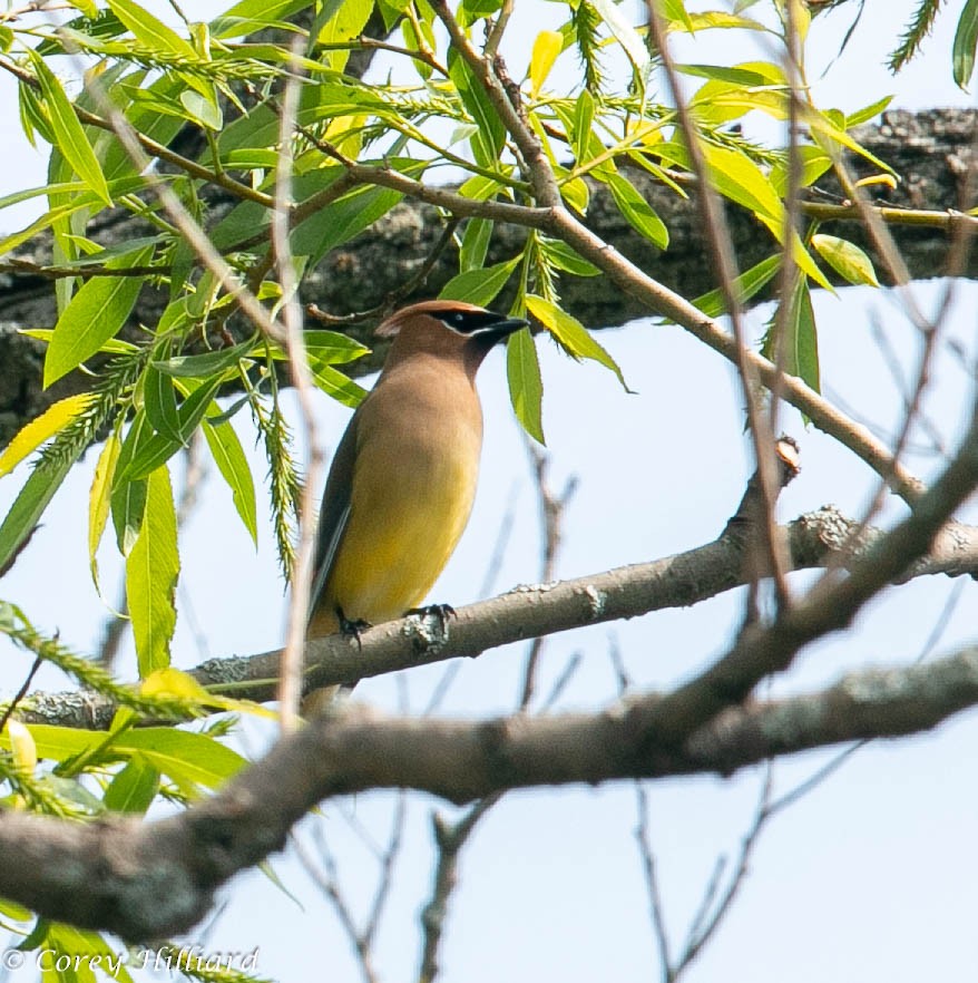 Cedar Waxwing - Corey Hilliard