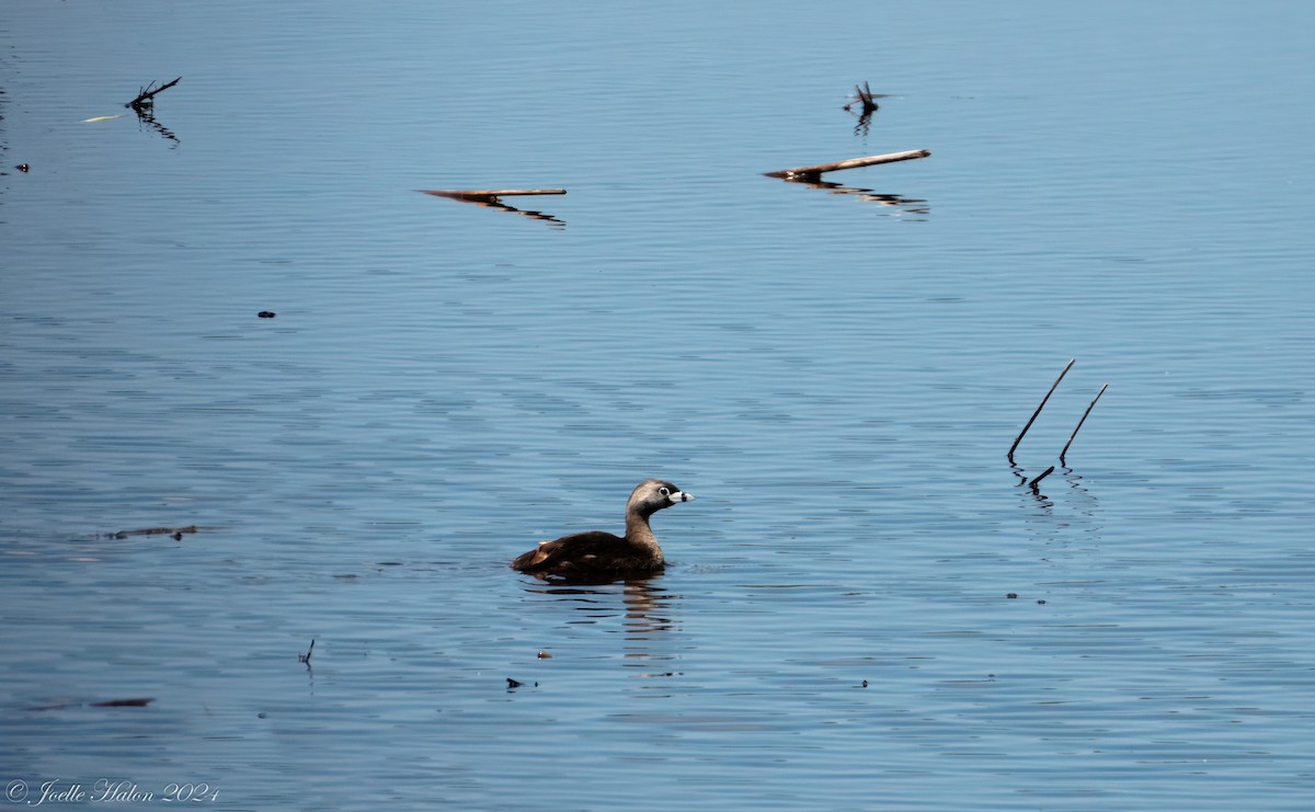 Pied-billed Grebe - JT Santangelo