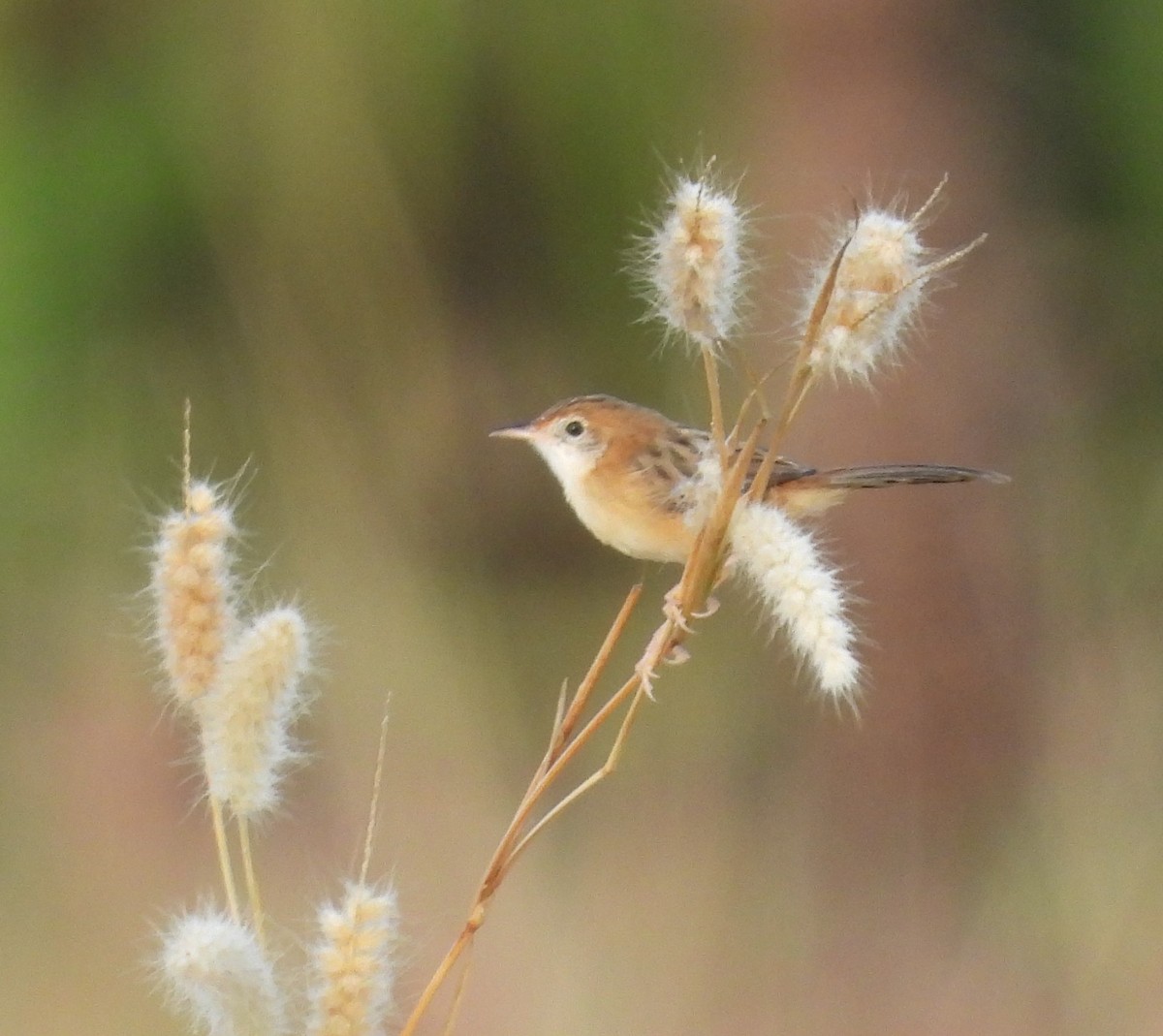 Golden-headed Cisticola - ML619601450