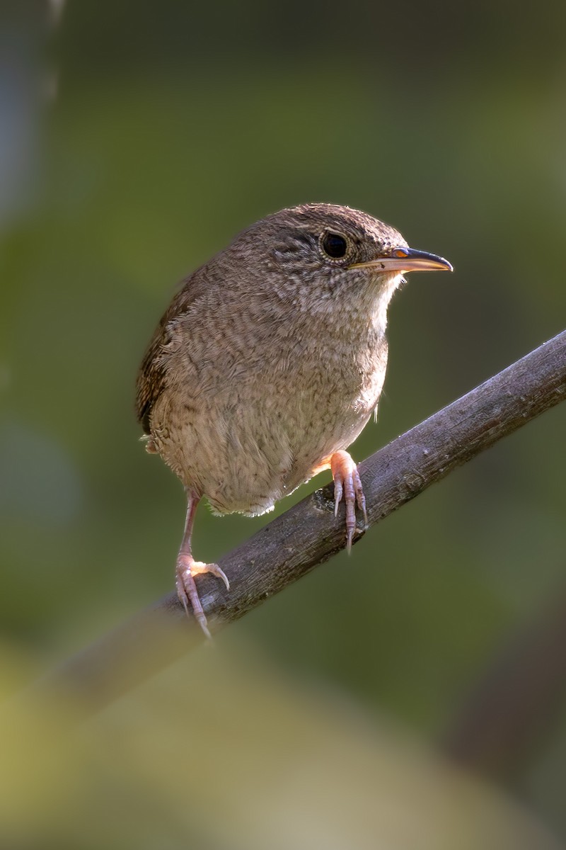 House Wren - Nicole Short