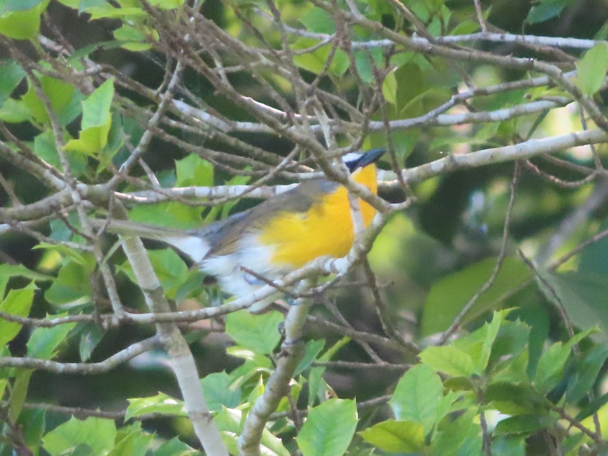 Yellow-breasted Chat - Ken Clark