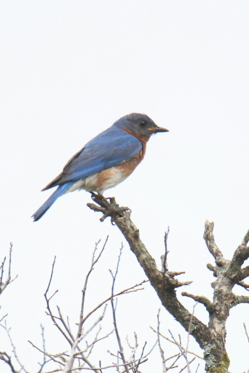 Eastern Bluebird - Juan Aguayo