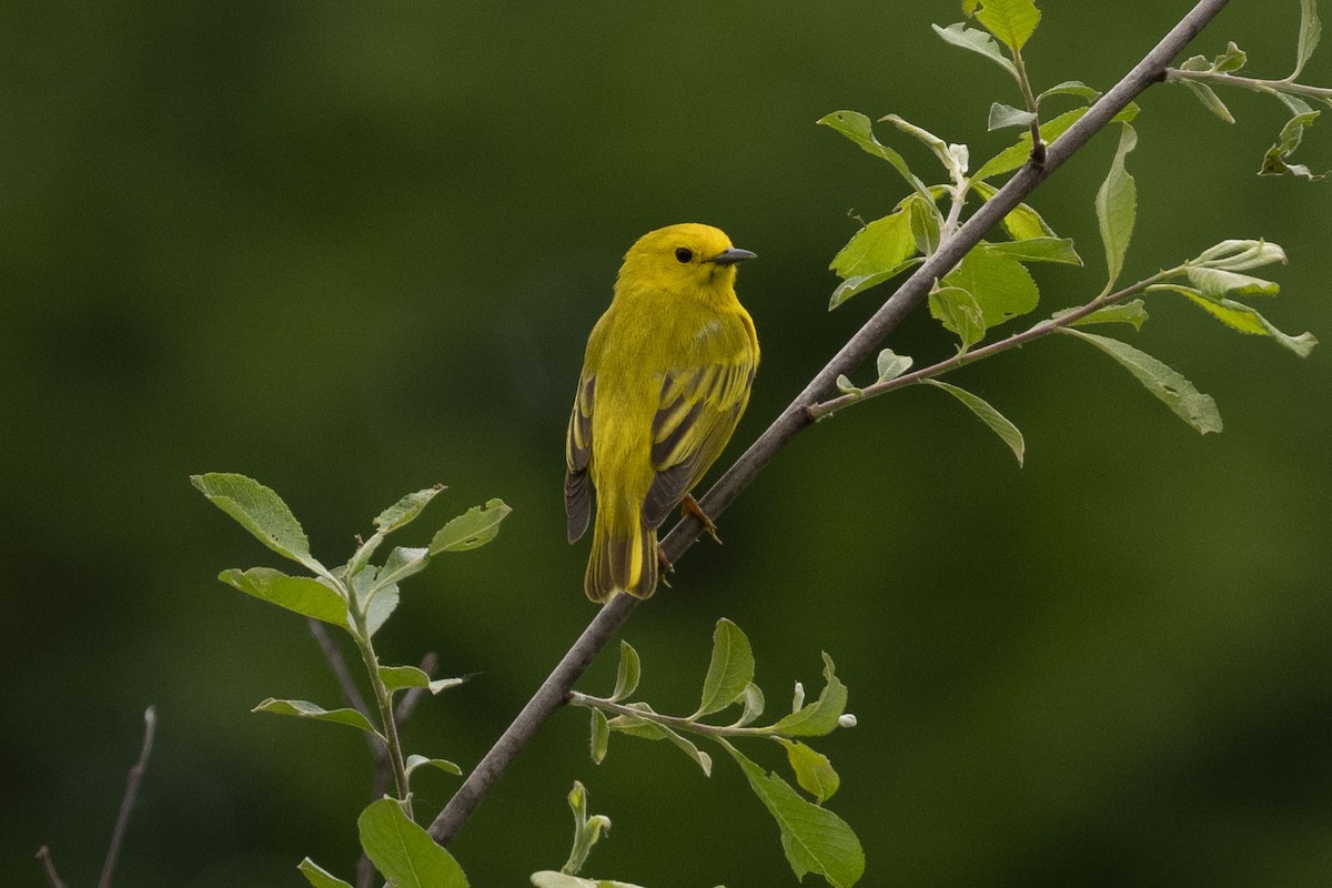 Yellow Warbler - Rubina Heptulla