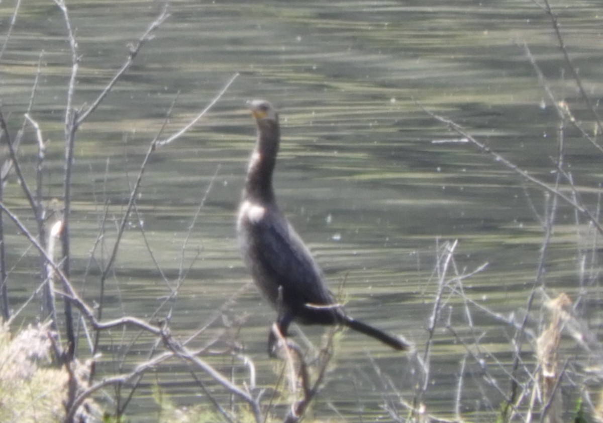 Neotropic Cormorant - Julie Szabo