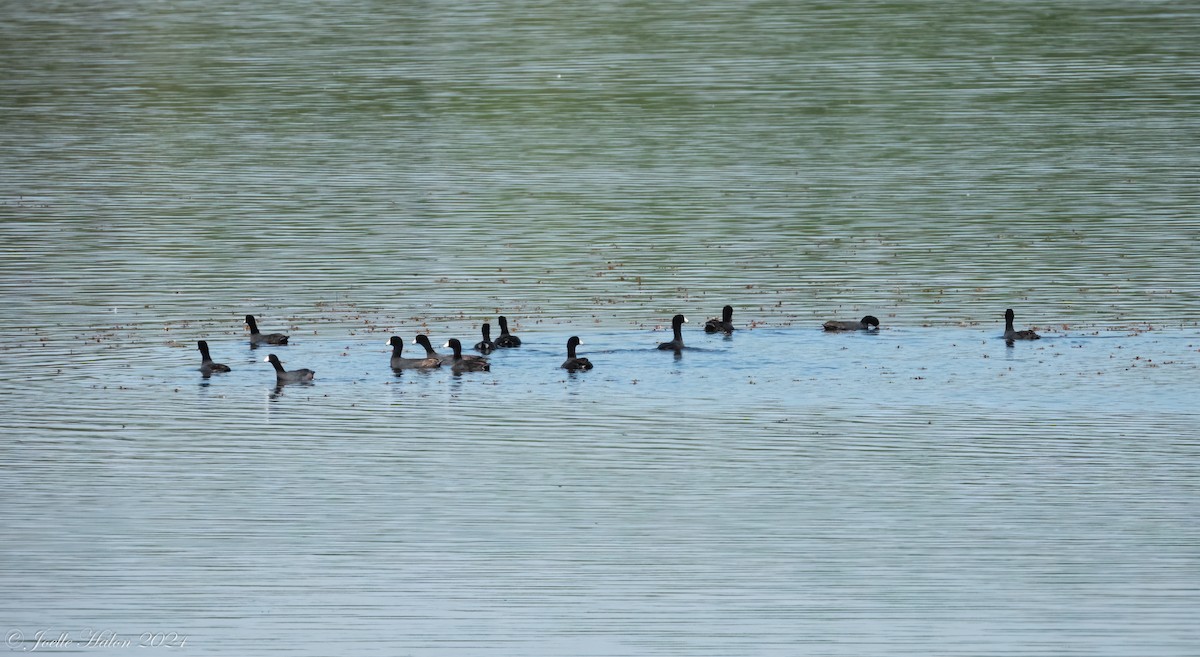 American Coot - ML619601486