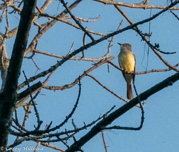 Great Crested Flycatcher - Corey Hilliard