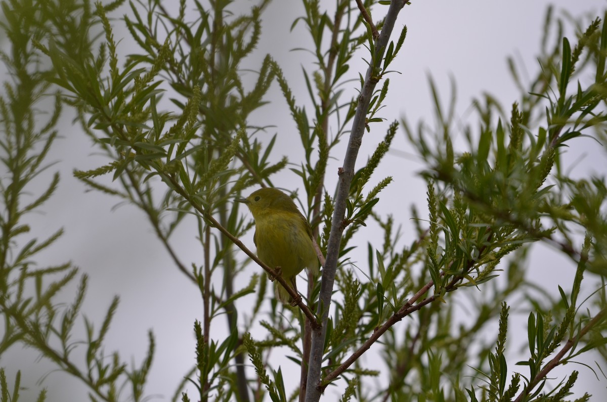 Yellow Warbler - Carmen Tavares