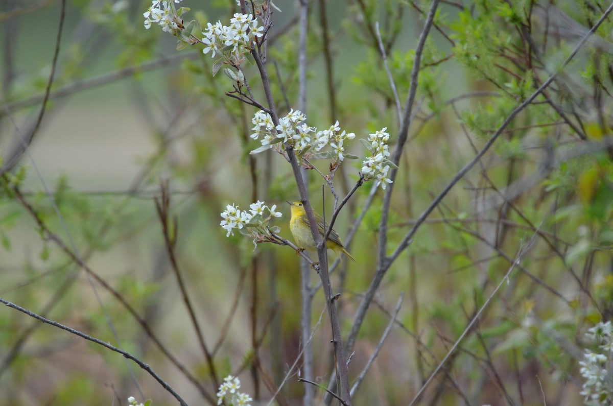 Yellow Warbler - Carmen Tavares