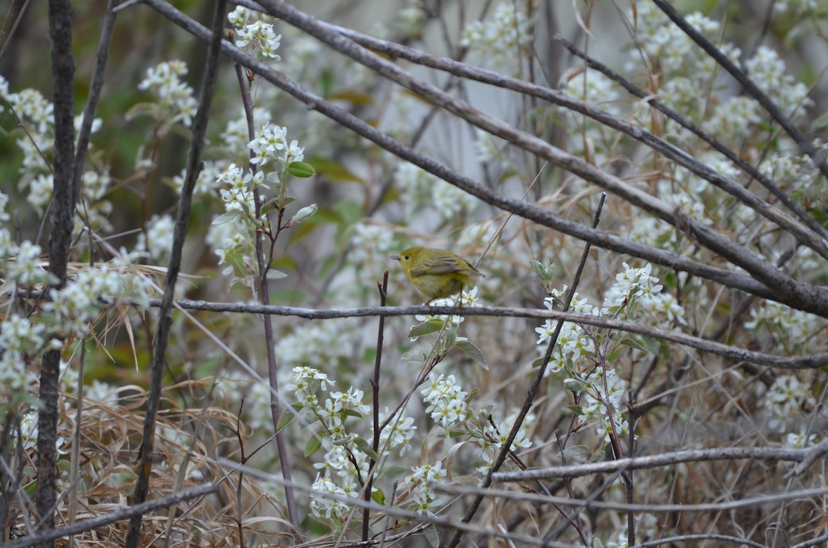 Yellow Warbler - Carmen Tavares