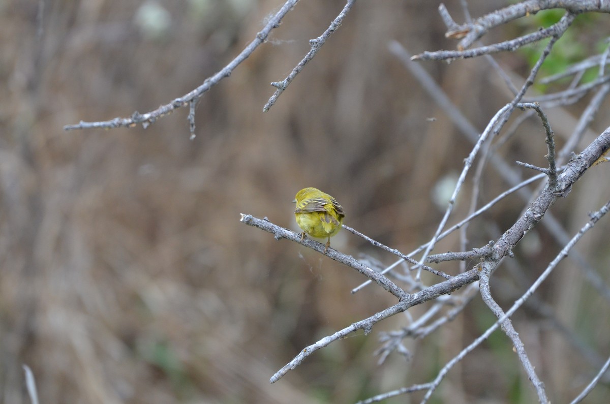 Yellow Warbler - Carmen Tavares