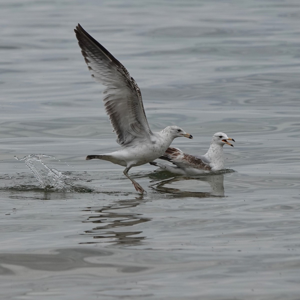 Gaviota Argéntea - ML619601498