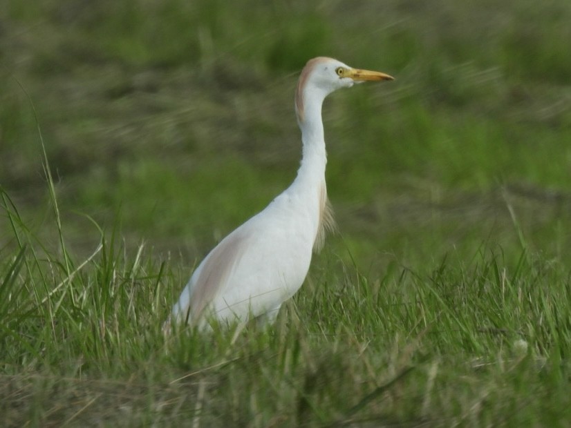 Western Cattle Egret - Kathy Pourciau