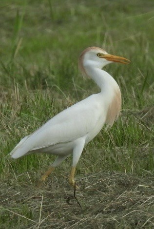 Western Cattle Egret - Kathy Pourciau