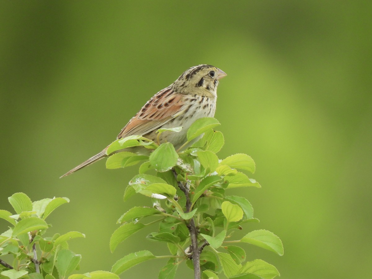 Henslow's Sparrow - Hailey Whetten