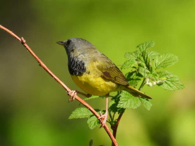 Mourning Warbler - Joe McGill