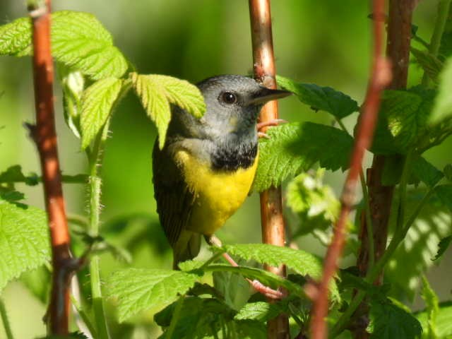 Mourning Warbler - Joe McGill