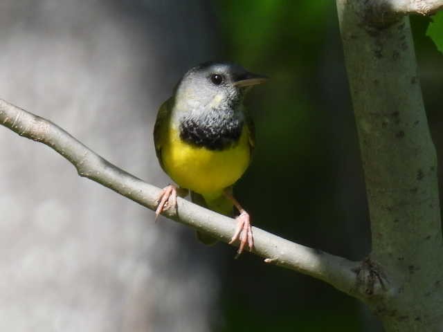 Mourning Warbler - Joe McGill