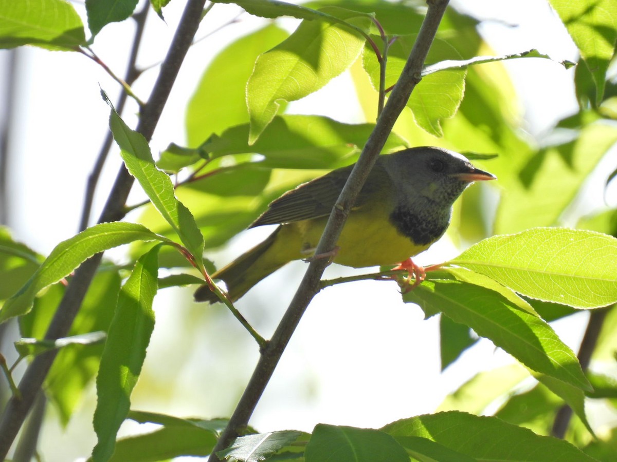 Mourning Warbler - Joe McGill