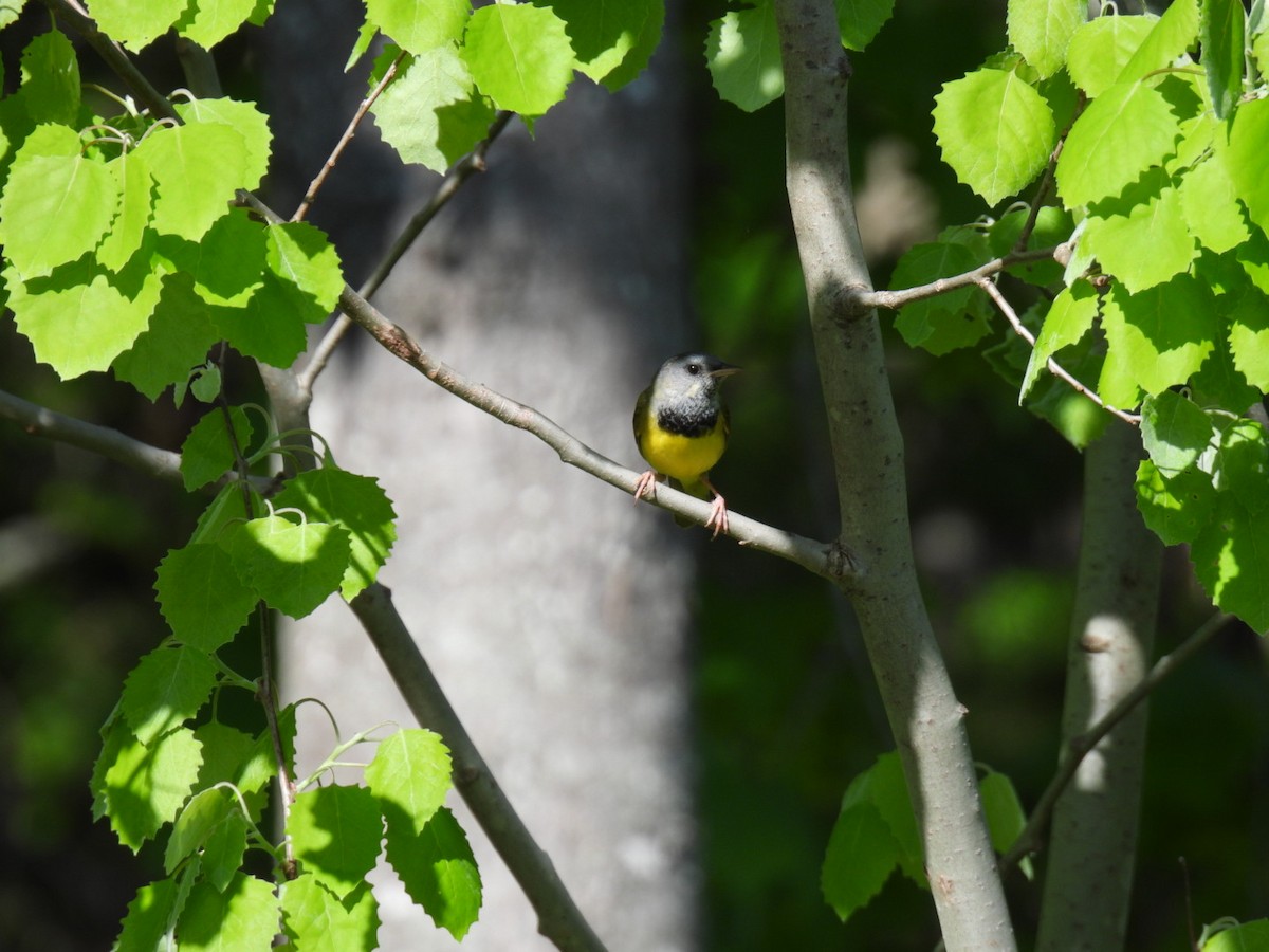 Mourning Warbler - Joe McGill