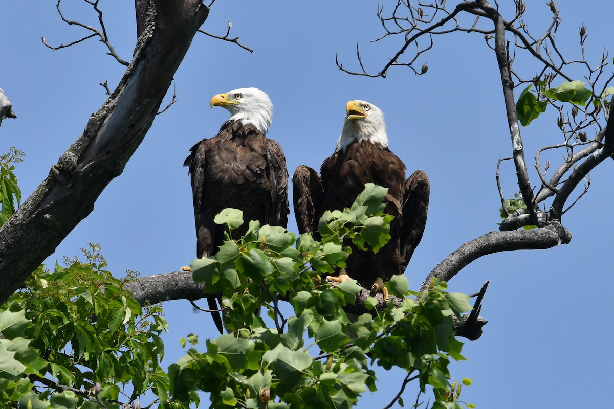 Bald Eagle - Mary Fredenburgh