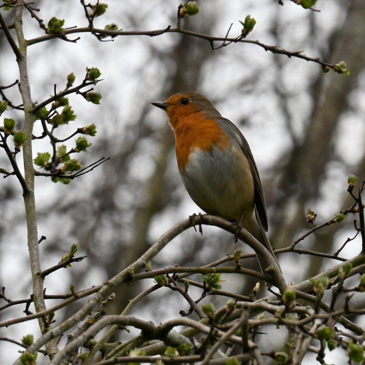 European Robin - Gillian  Richards