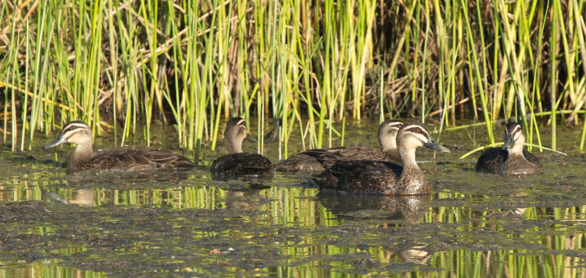 Pacific Black Duck - Ed Pierce