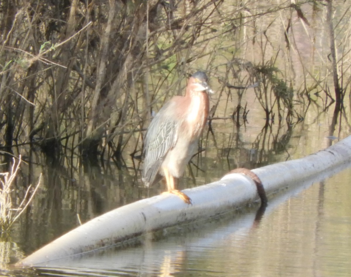 Green Heron - Julie Szabo