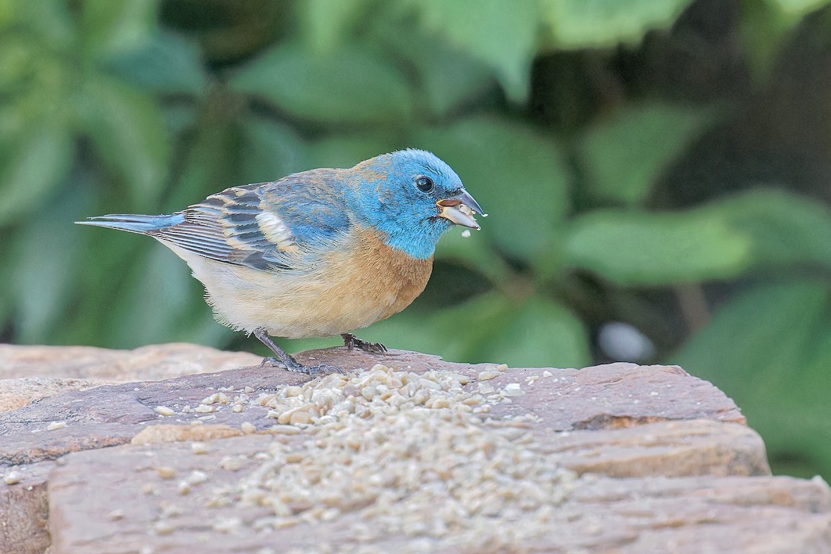 Lazuli Bunting - Bob Walker