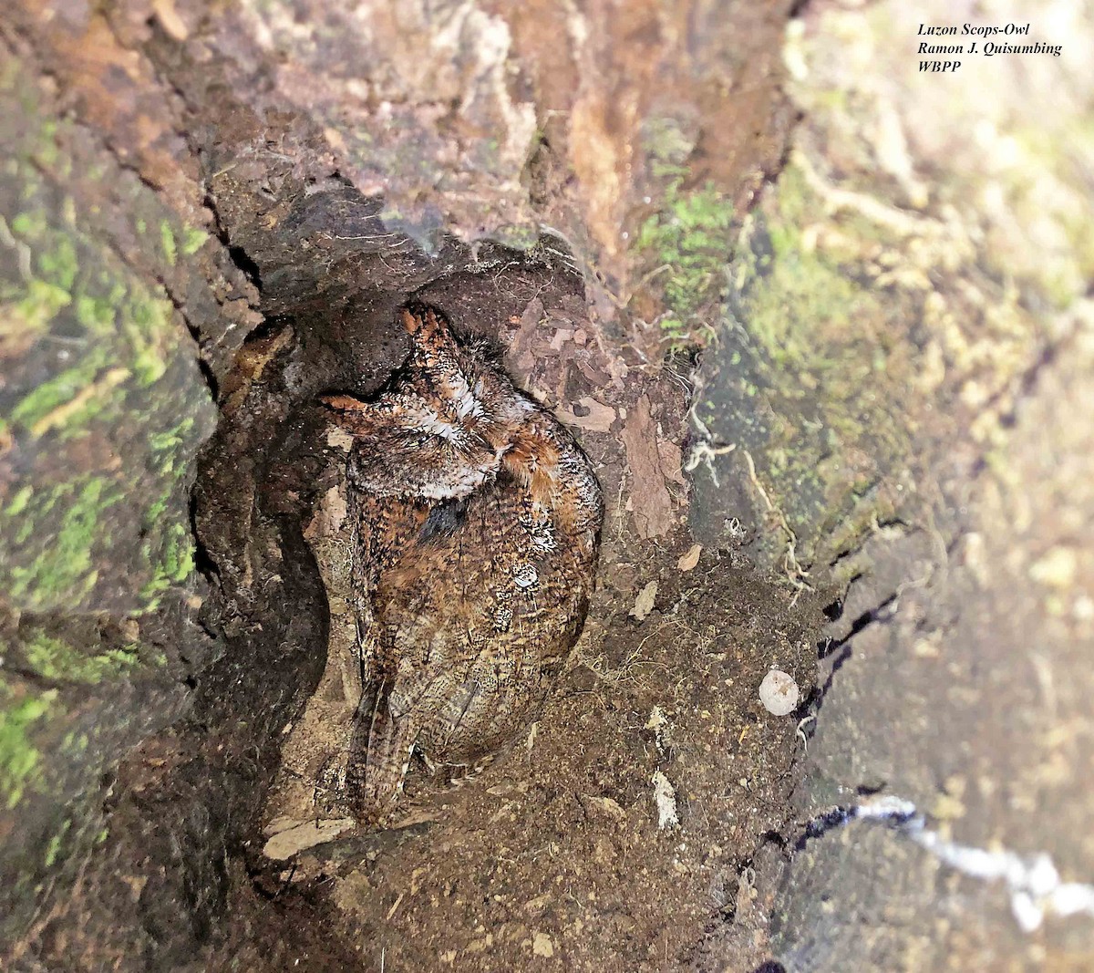 Luzon Scops-Owl - ML619601545