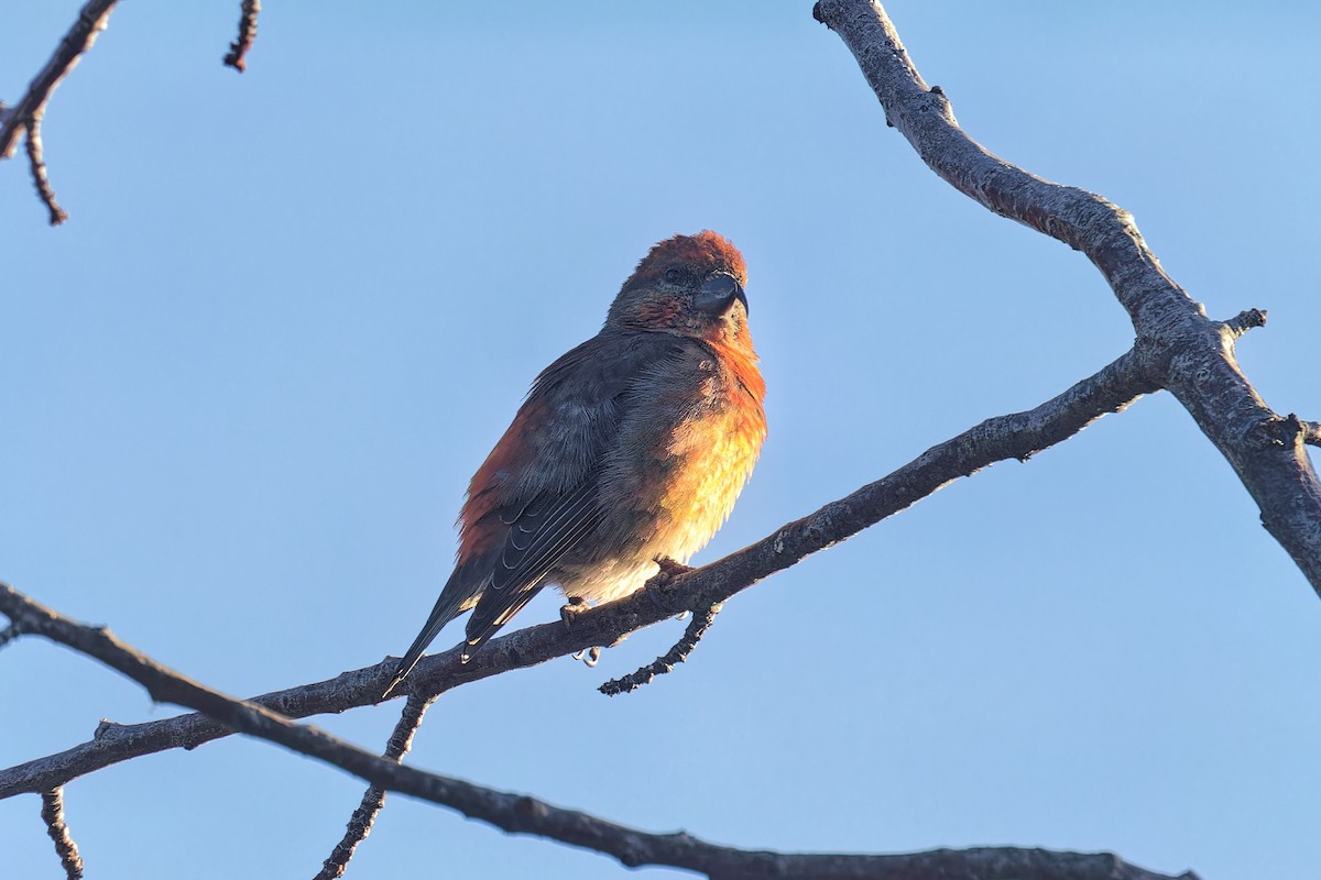 Red Crossbill - Bob Walker