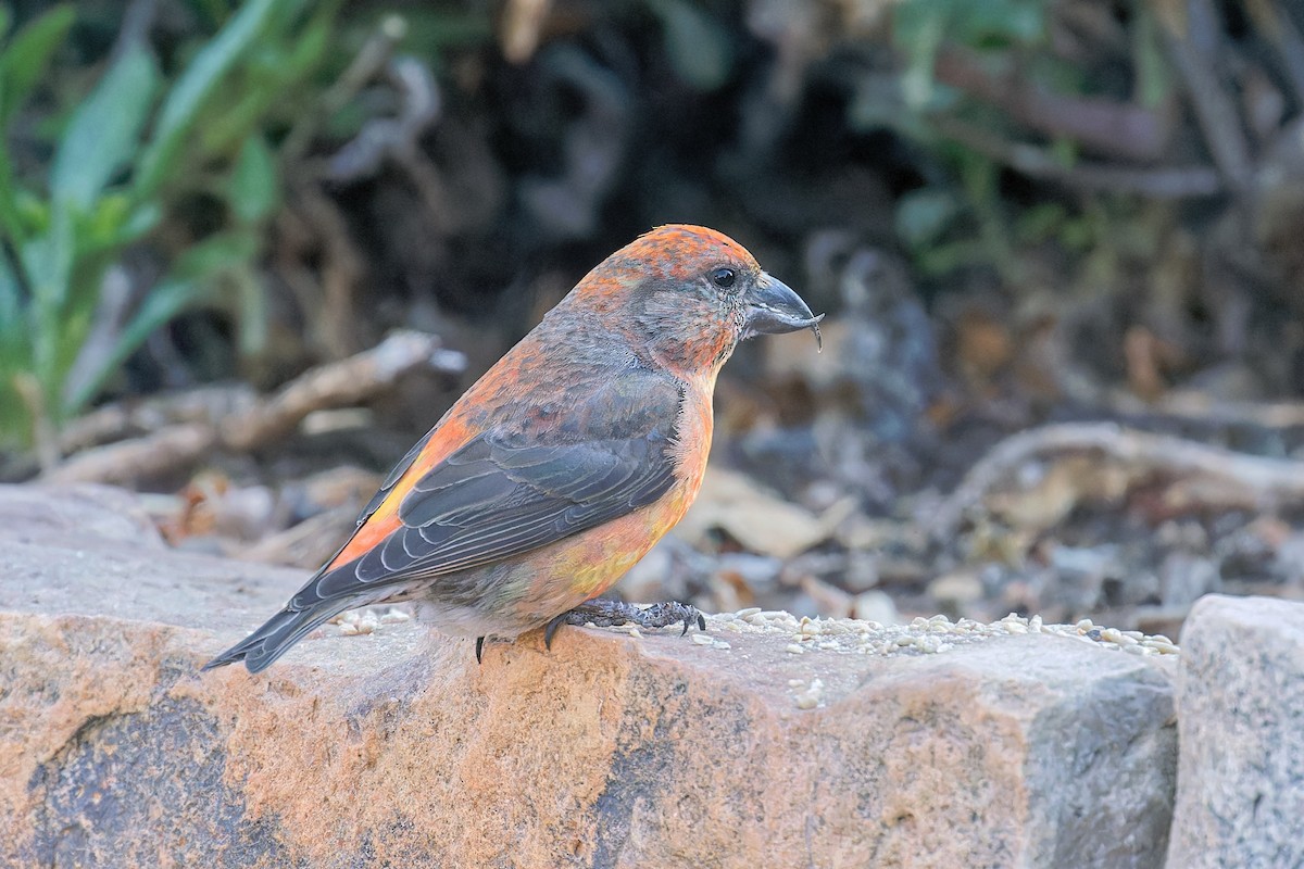 Red Crossbill - Bob Walker