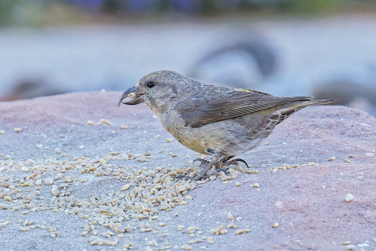 Red Crossbill - Bob Walker