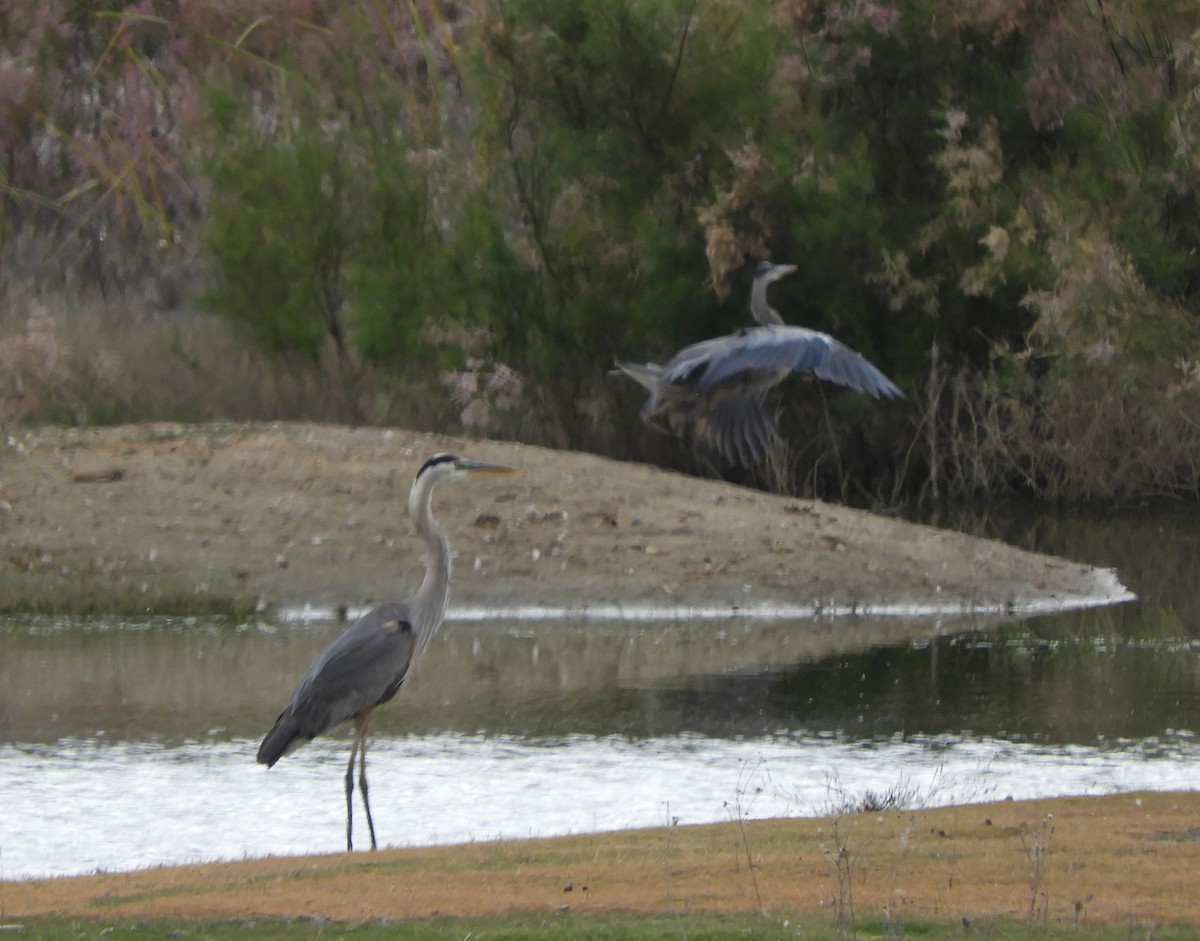 Great Blue Heron - Julie Szabo