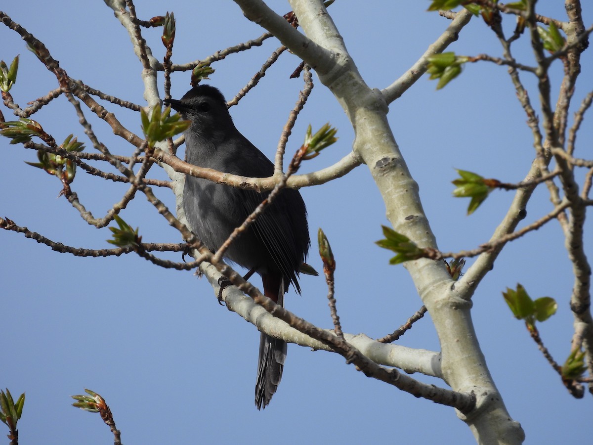 Gray Catbird - Marilyn Weber