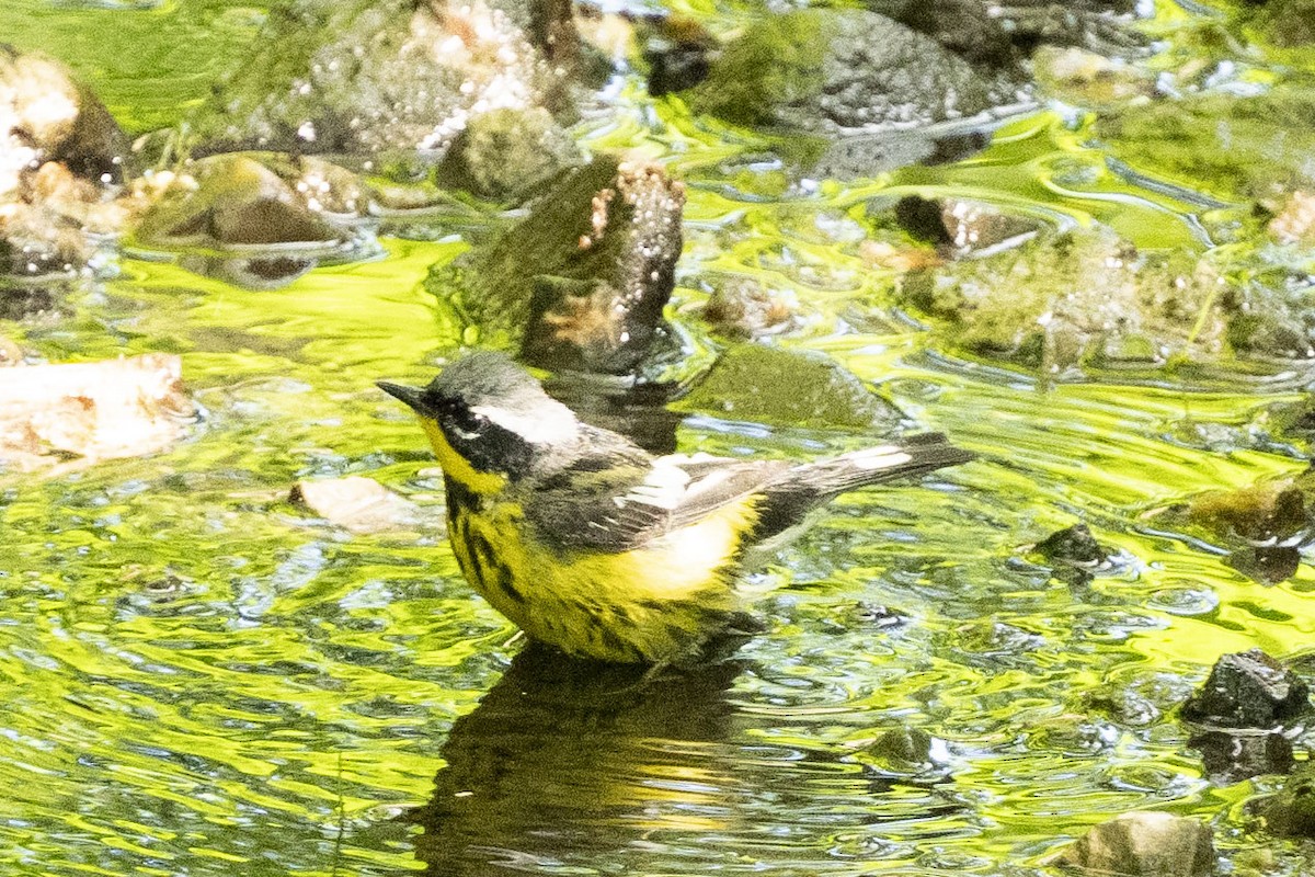 Magnolia Warbler - ML619601559