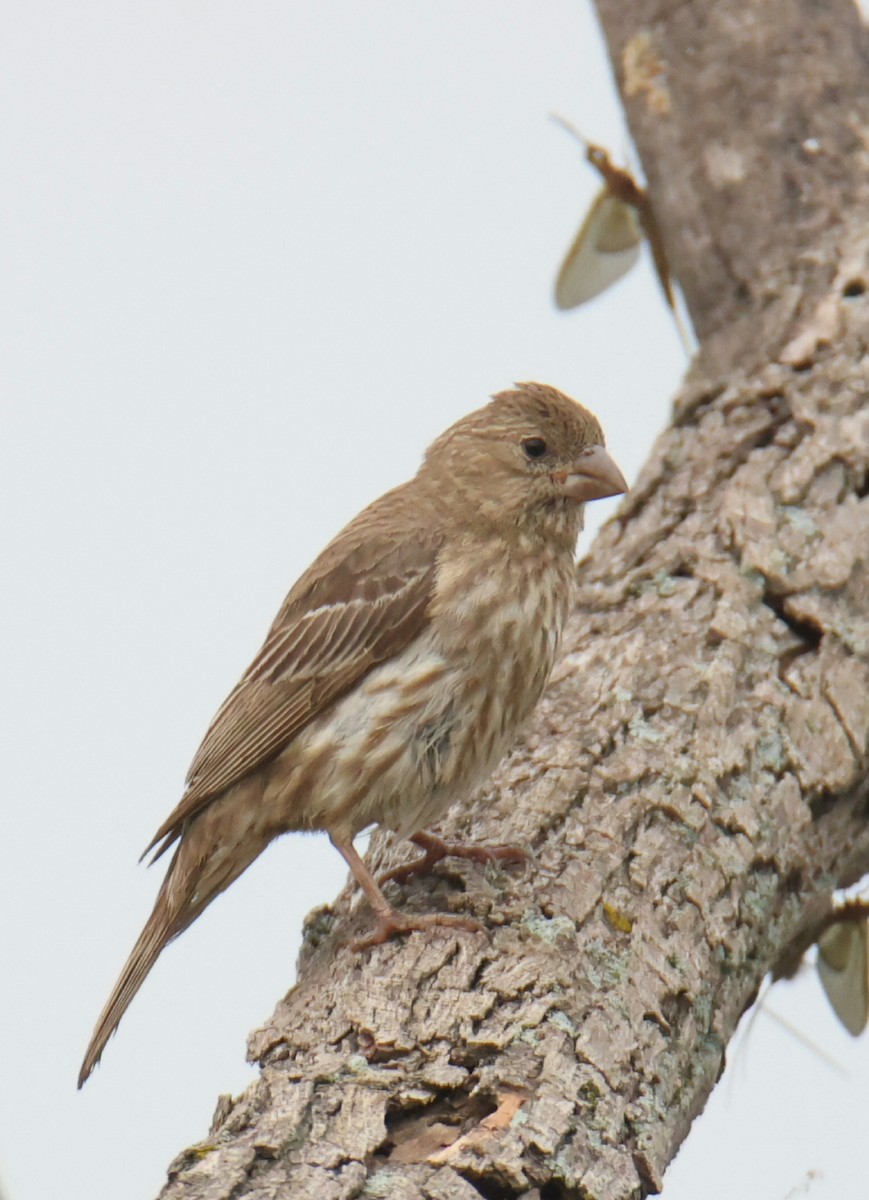 House Finch - Juan Aguayo