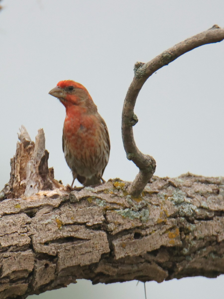 House Finch - Juan Aguayo