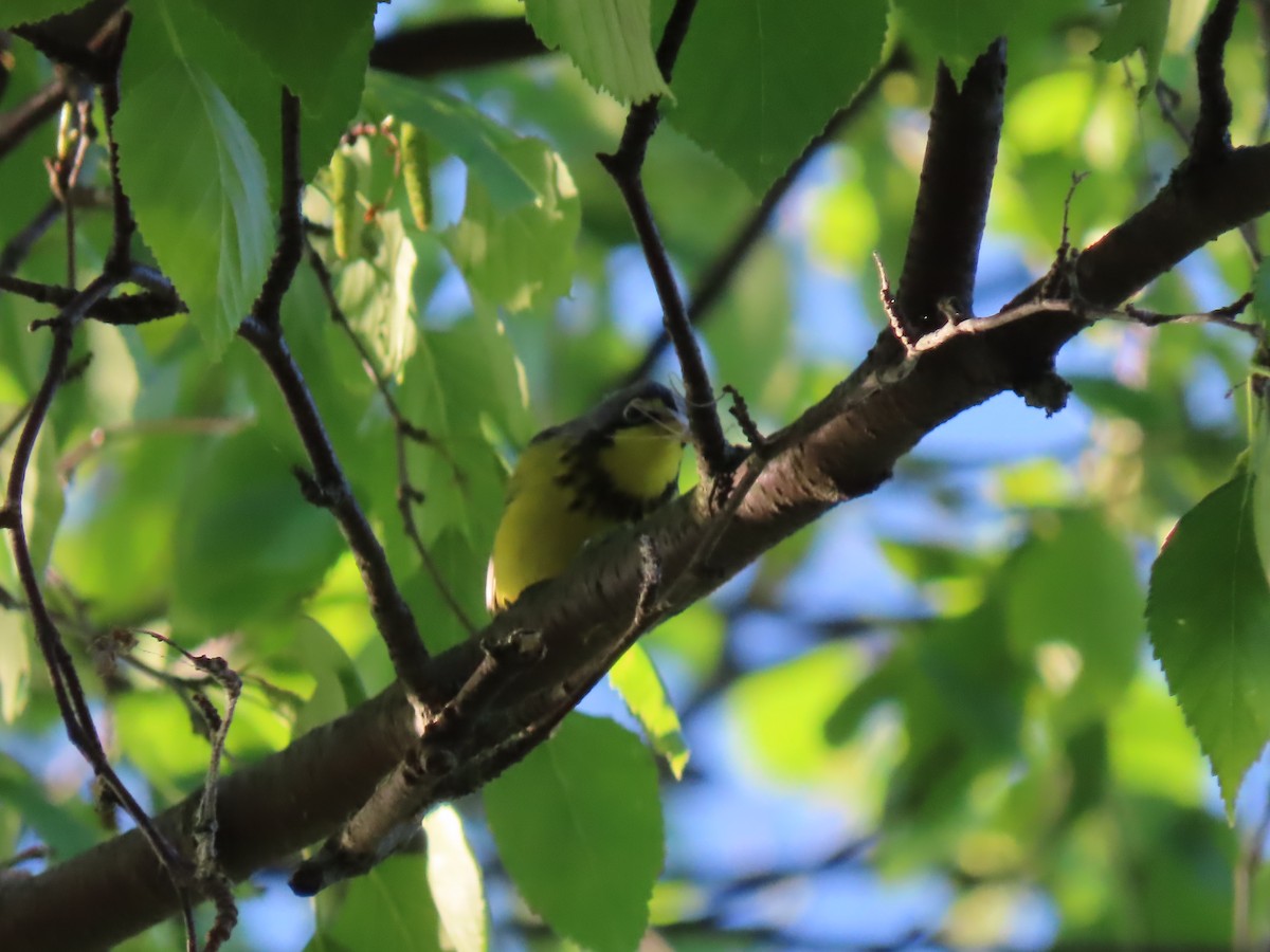 Canada Warbler - Herky Birder