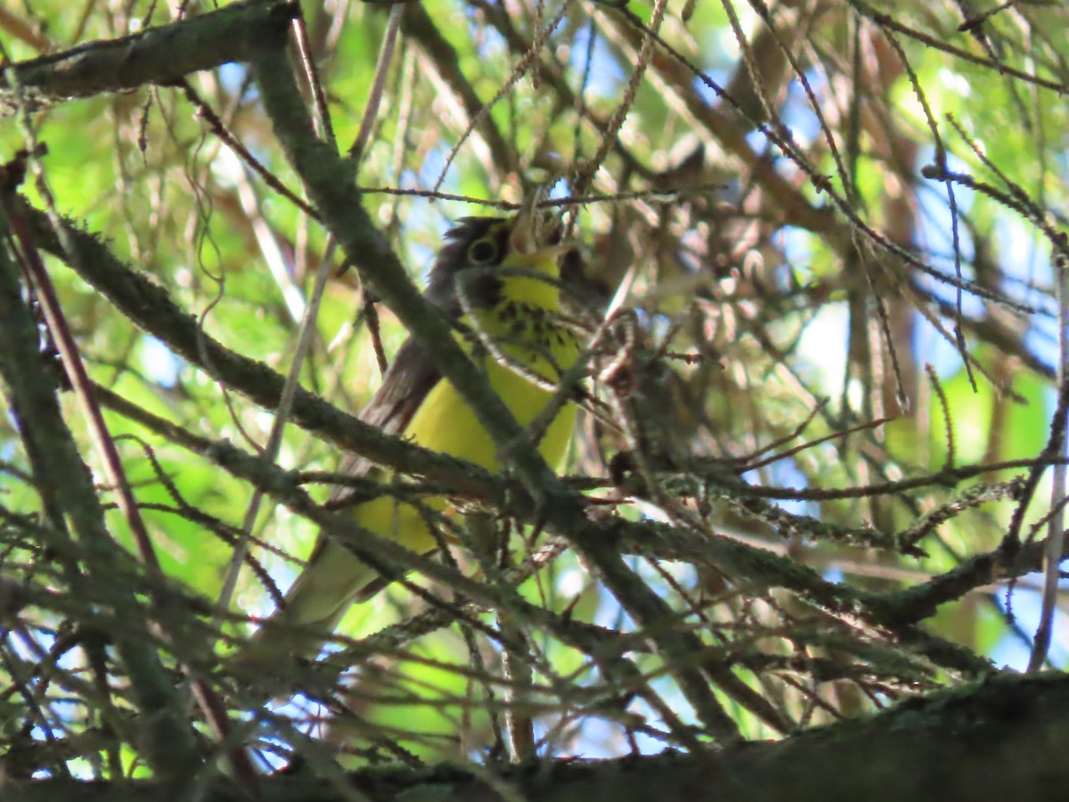 Canada Warbler - Herky Birder