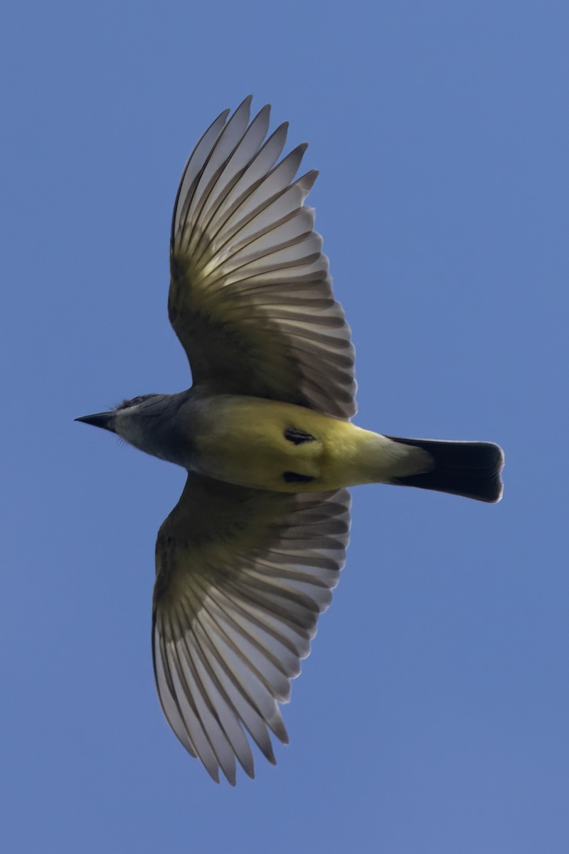 Cassin's Kingbird - Ted Keyel